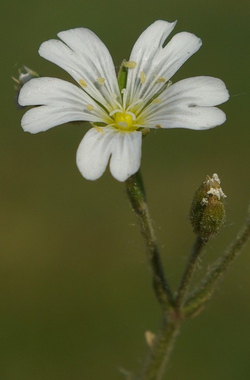 détail fleur