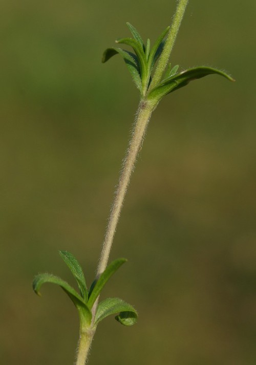 feuille