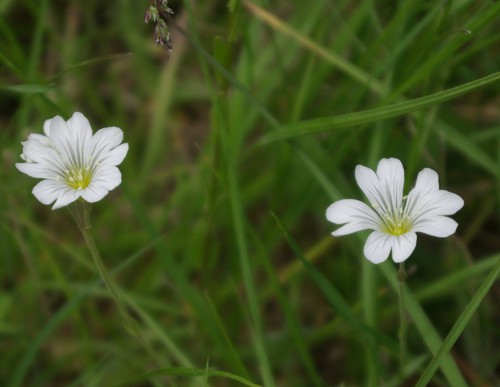 fleur