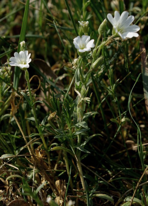 Plante entière