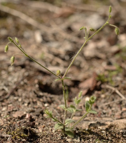 Plante entière