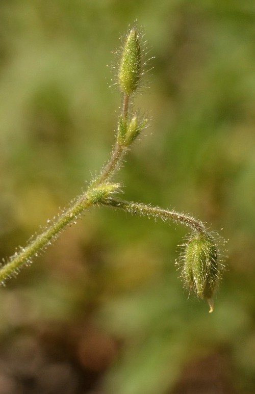 inflorescence