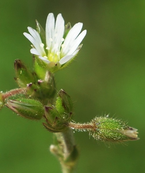 détail fleurs et sépales