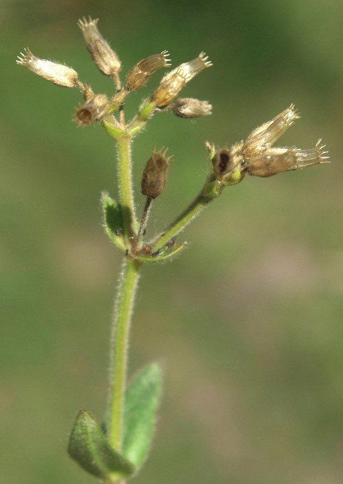 fruit