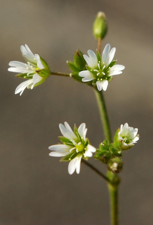 inflorescence