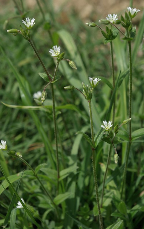 Plante entière
