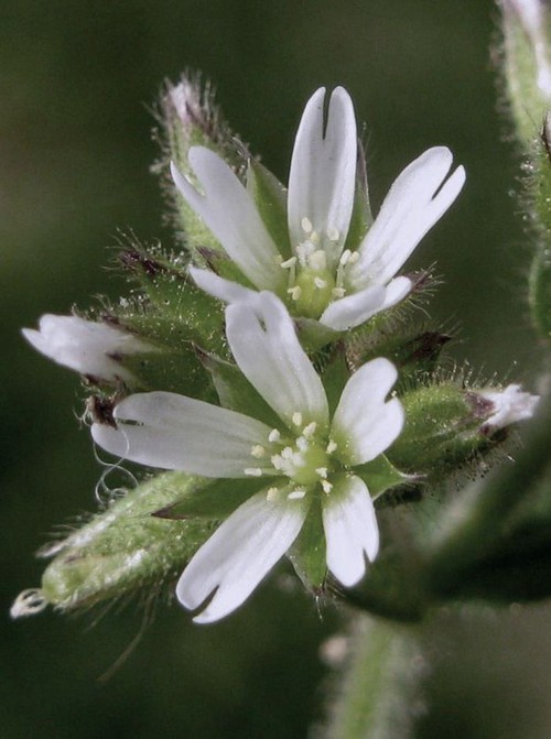 détail fleur