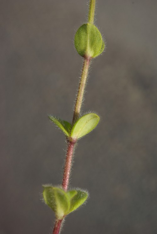 feuille