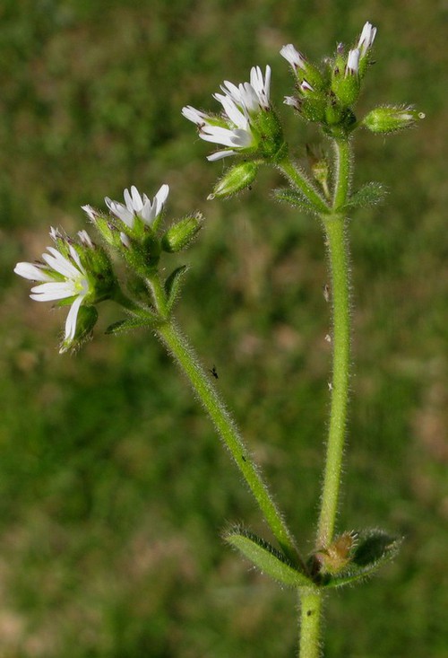 inflorescence