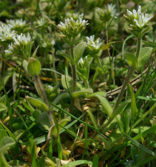 Plante entière