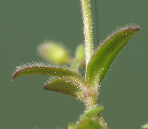feuille