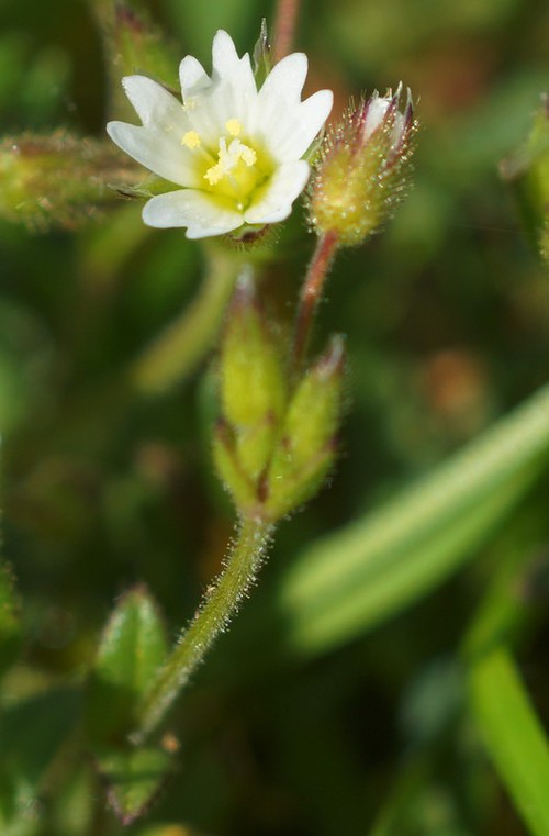 fleur