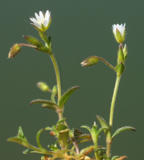 Plante entière