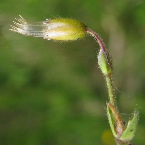 fruit