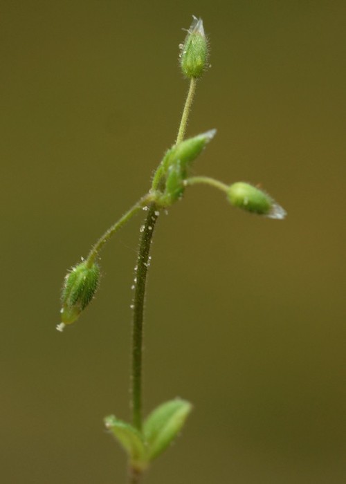 inflorescence