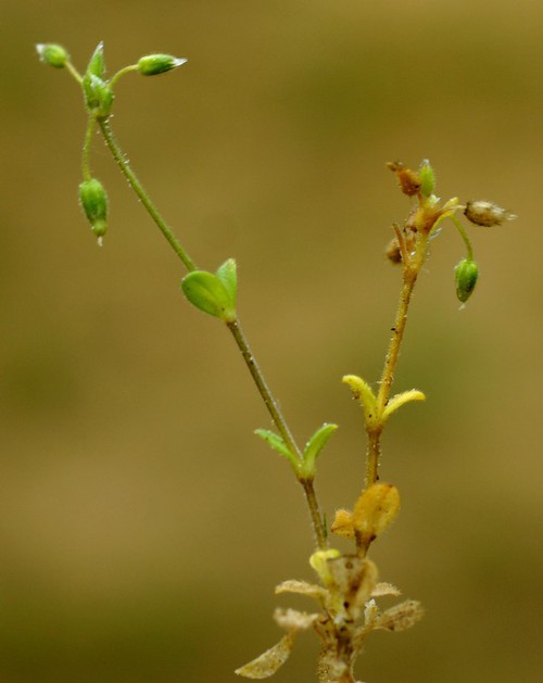 Plante entière