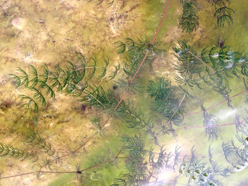 Plante entière