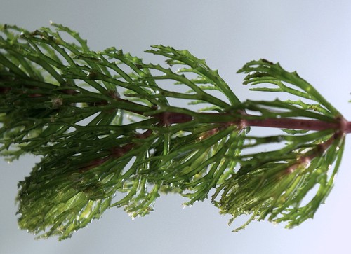 feuille