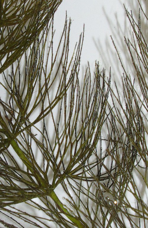 détail feuille
