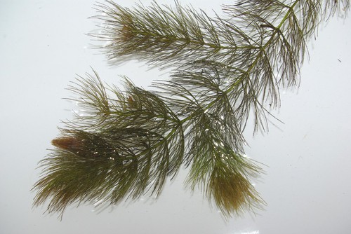 feuille