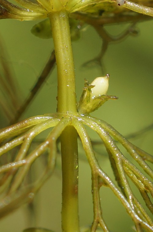 fruit