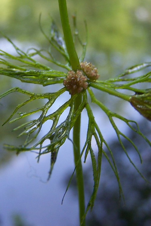 inflorescence