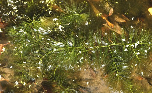 Plante entière