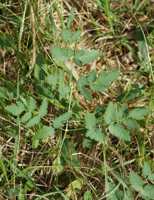 détail feuille