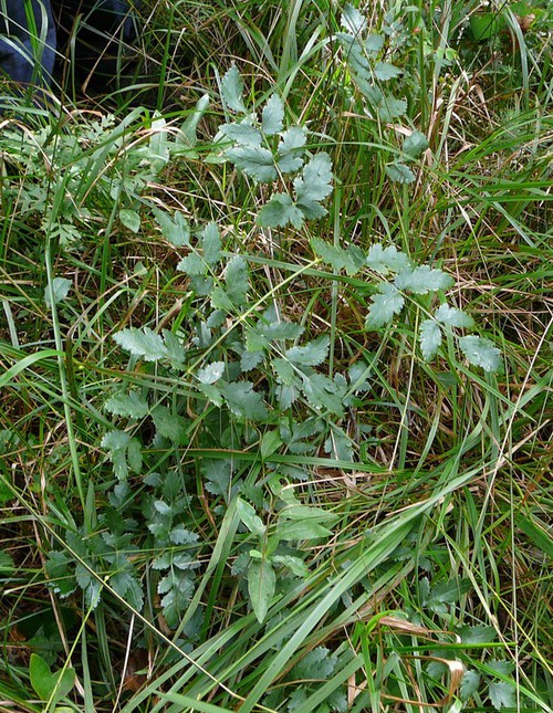 feuille