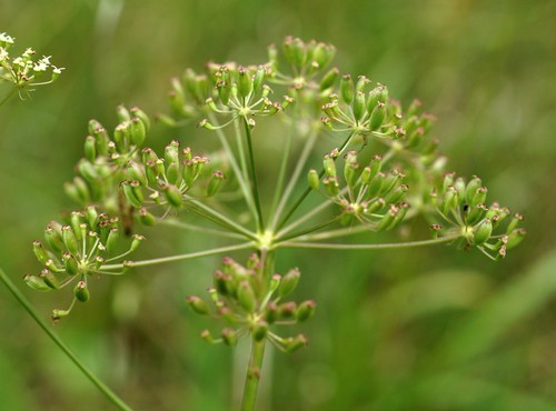fruit