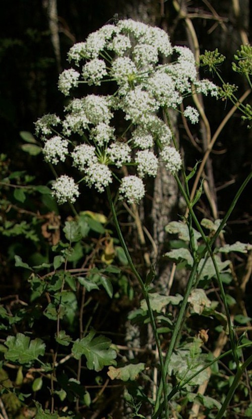 inflorescence
