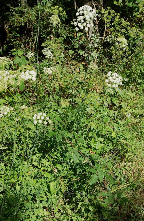 Plante entière
