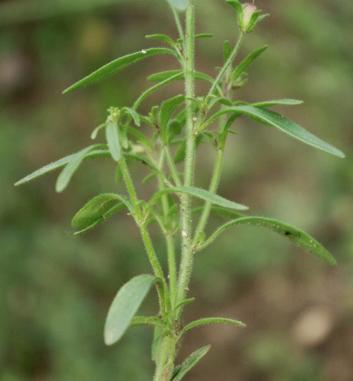 feuille