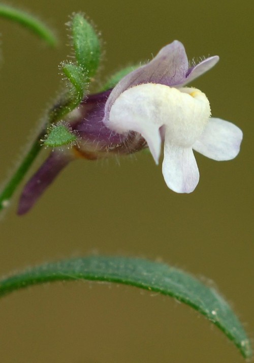 fleur