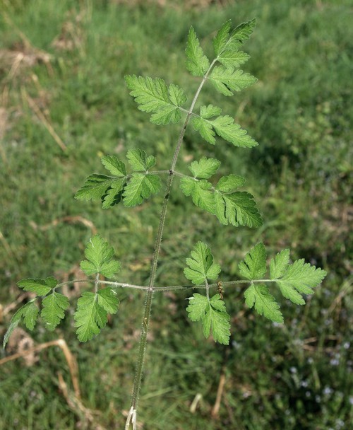 feuille