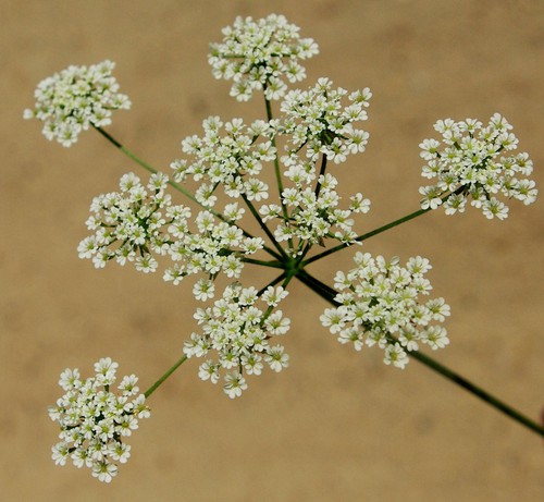 inflorescence