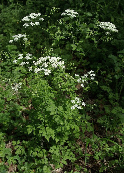 Plante entière