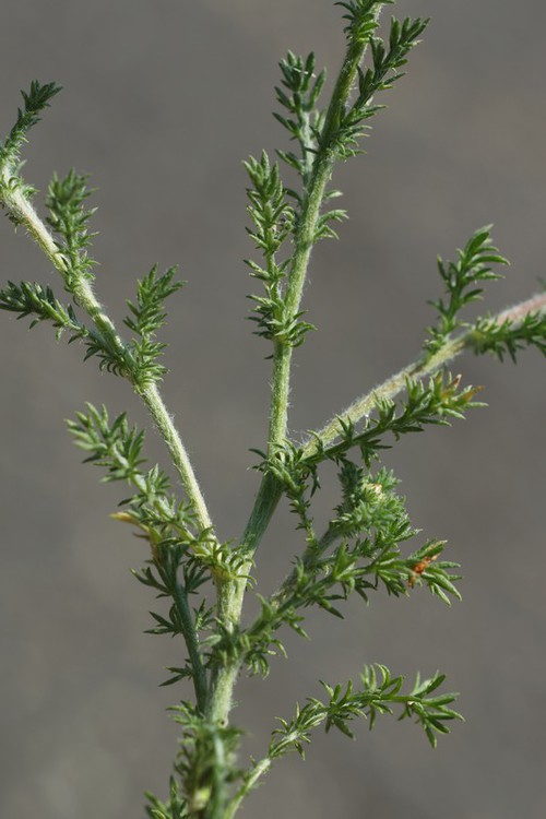 feuille