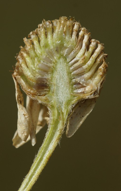 fruit
