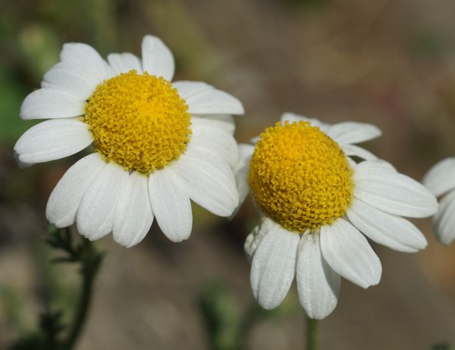 inflorescence