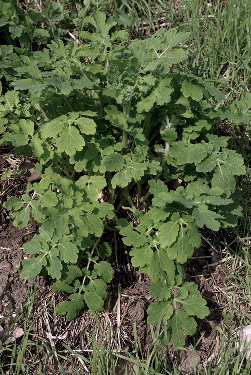 feuille