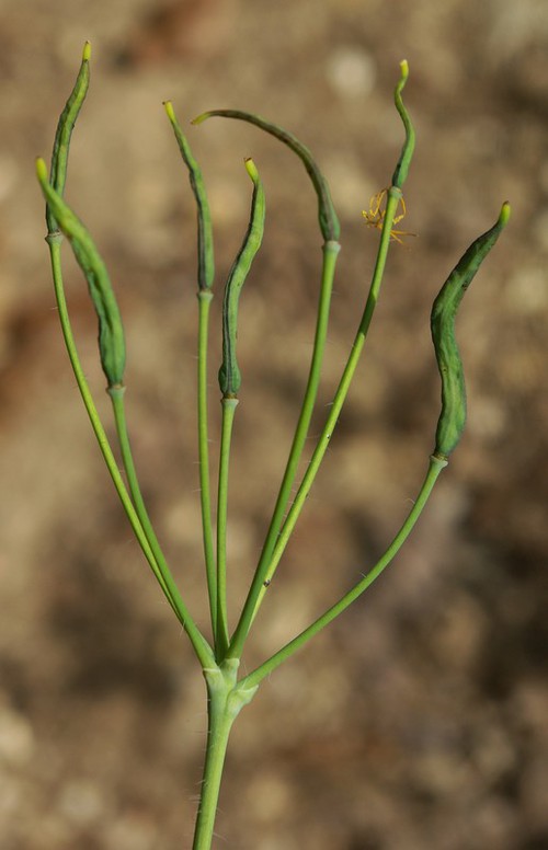 fruit