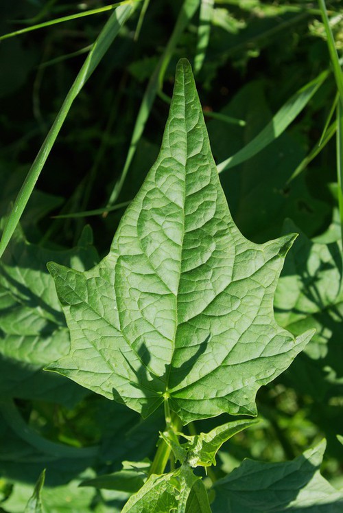 feuille
