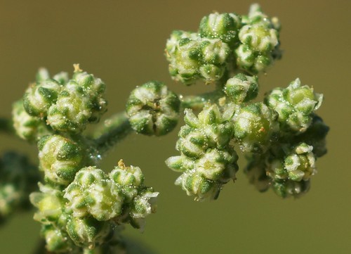fruit