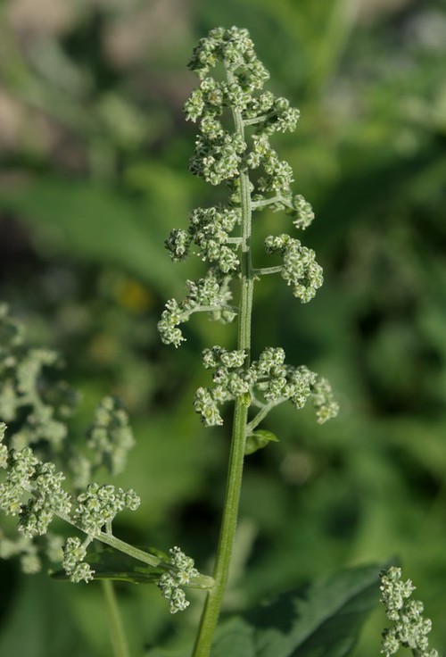 inflorescence