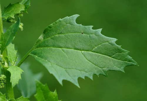 feuille