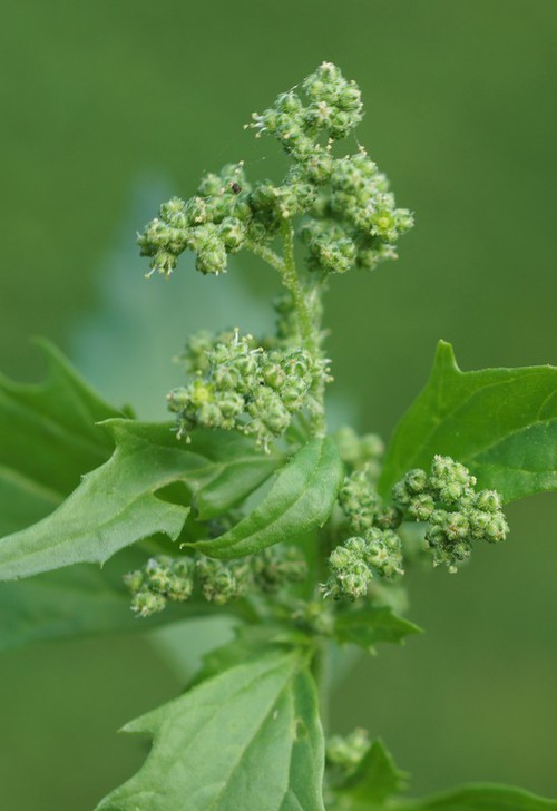 inflorescence
