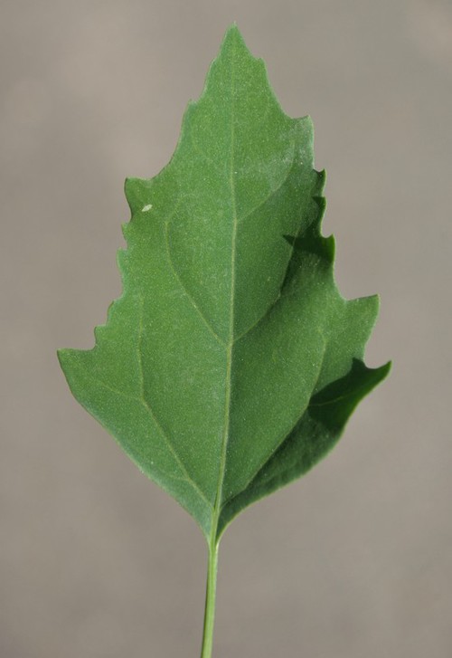feuille