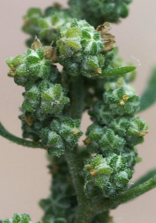 fruit