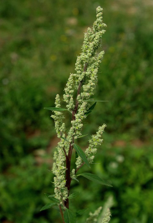 inflorescence